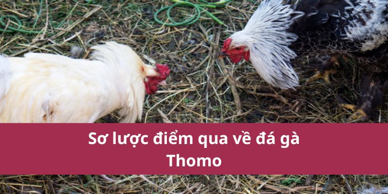 Đá Gà Thomo: Hướng Dẫn Chi Tiết và Kinh Nghiệm Cá Cược