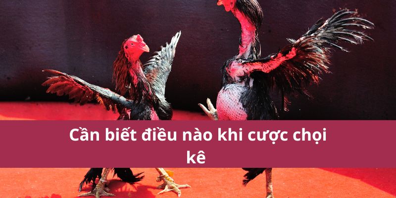 Đá Gà Thomo: Hướng Dẫn Chi Tiết và Kinh Nghiệm Cá Cược