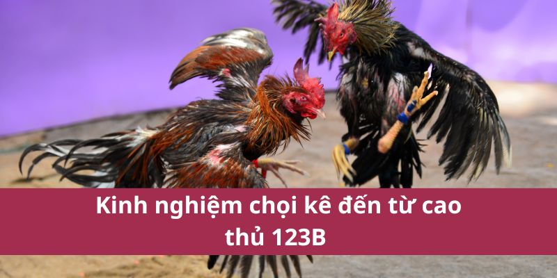 Đá Gà Thomo: Hướng Dẫn Chi Tiết và Kinh Nghiệm Cá Cược