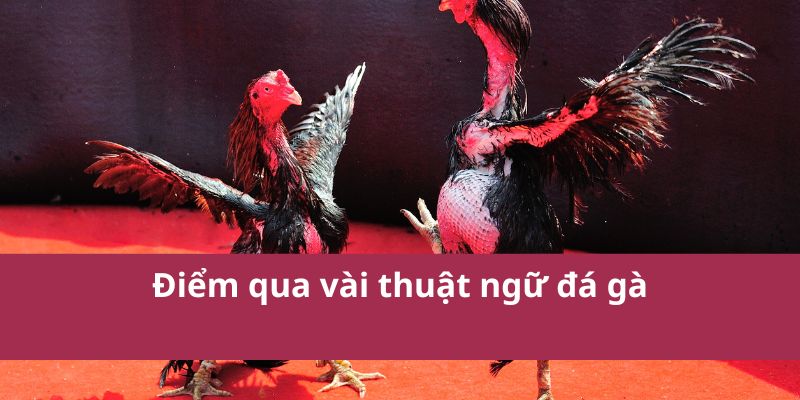 Thuật Ngữ Đá Gà: Giải Thích Các Khái Niệm Quan Trọng