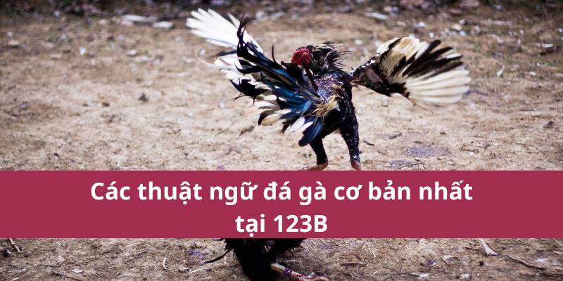 Thuật Ngữ Đá Gà: Giải Thích Các Khái Niệm Quan Trọng