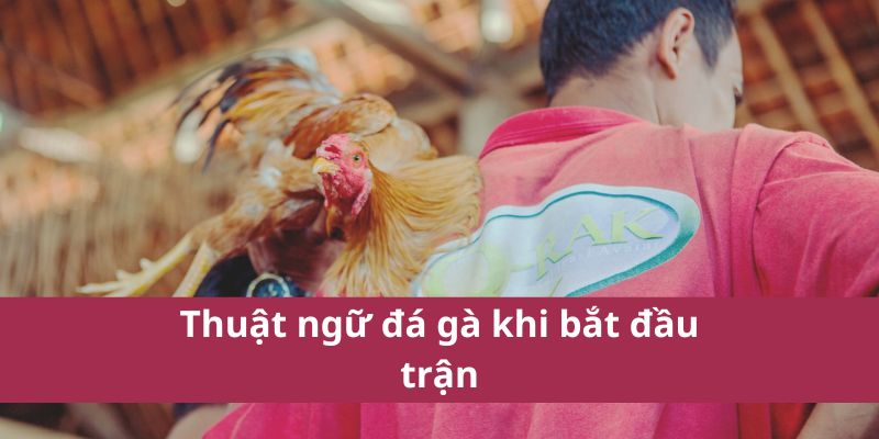 Thuật Ngữ Đá Gà: Giải Thích Các Khái Niệm Quan Trọng