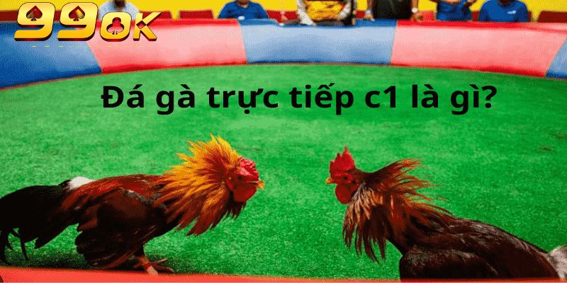  Đá gà trực tiếp C1 thuộc top các giống gà danh tiếng